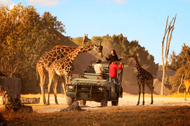 Africam Safari